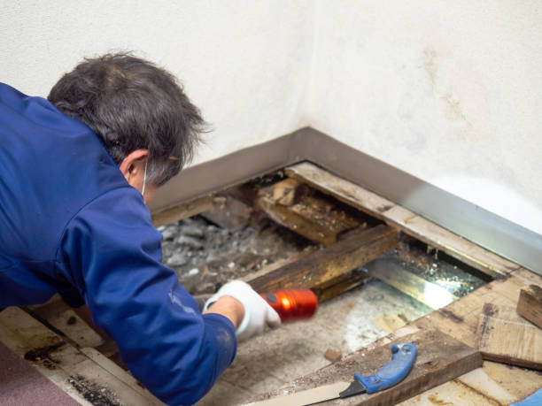 Best Best Mold Removal Companies  in Anderson Island, WA