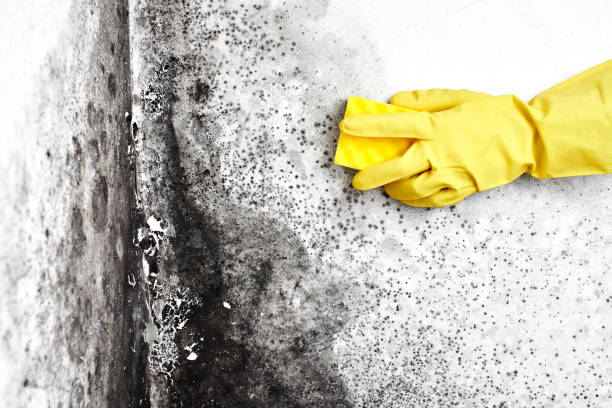 Best Mold Testing  in Anderson Island, WA