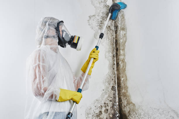 Best Mold Remediation  in Anderson Island, WA
