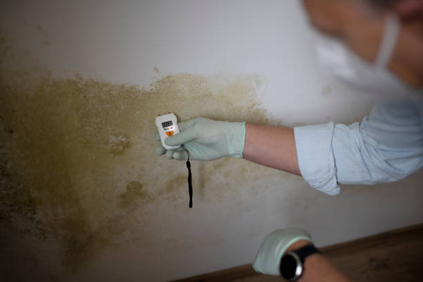 Best Commercial Mold Removal  in Anderson Island, WA
