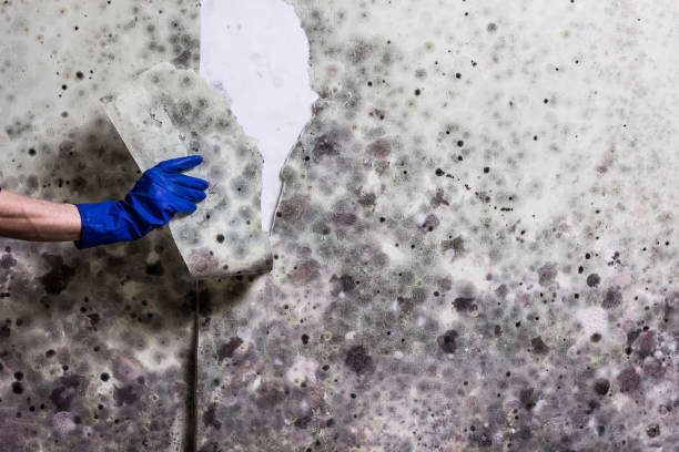 Best Attic Mold Removal  in Anderson Island, WA